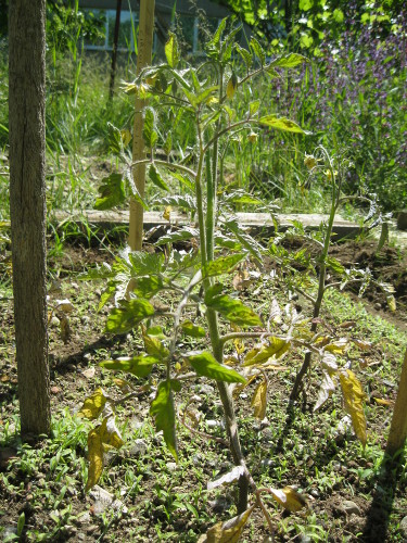 Bassini 15Maggio7