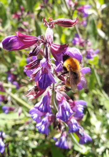 Bassini 15Maggio9